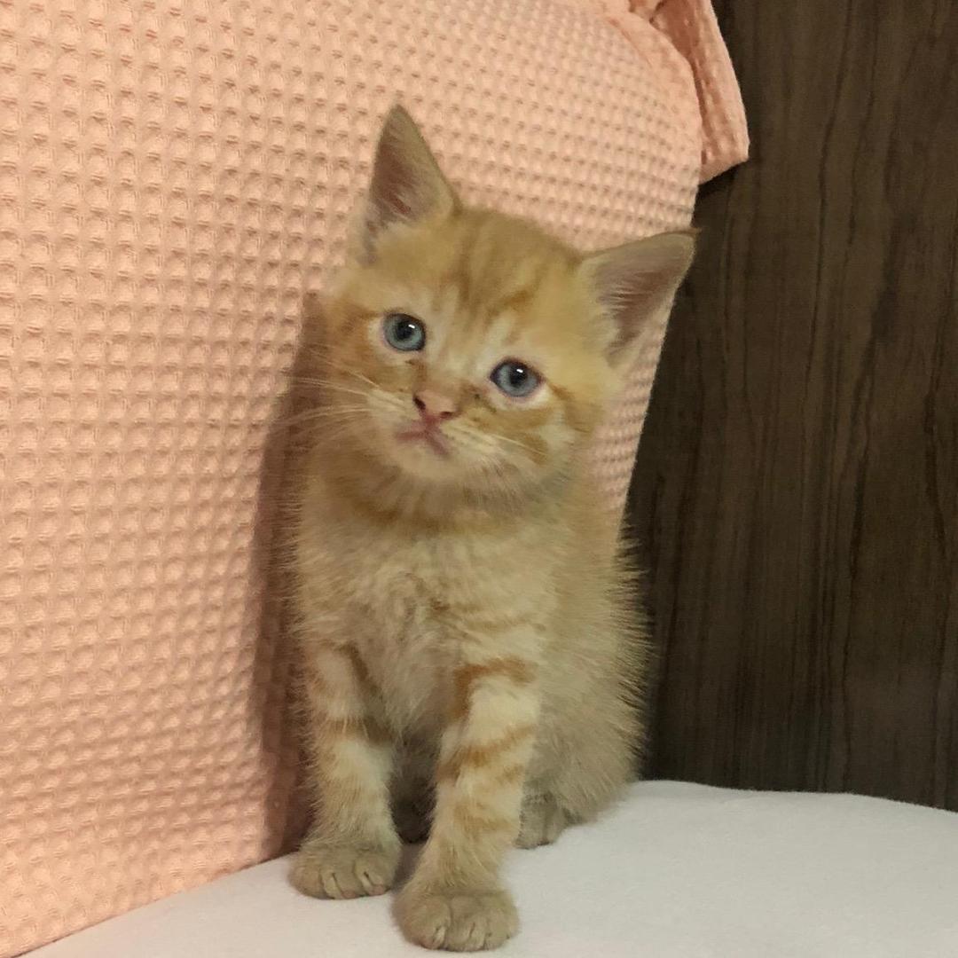 Simba