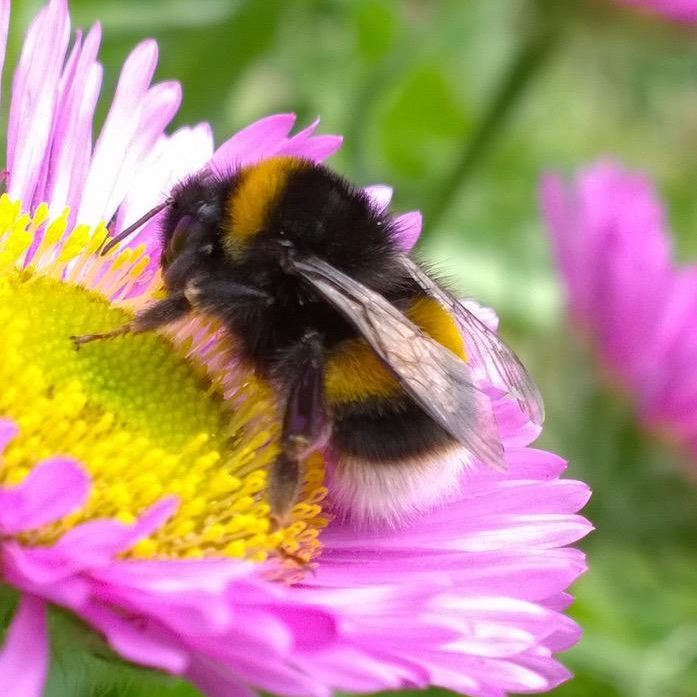 slowmobumble 🐝
