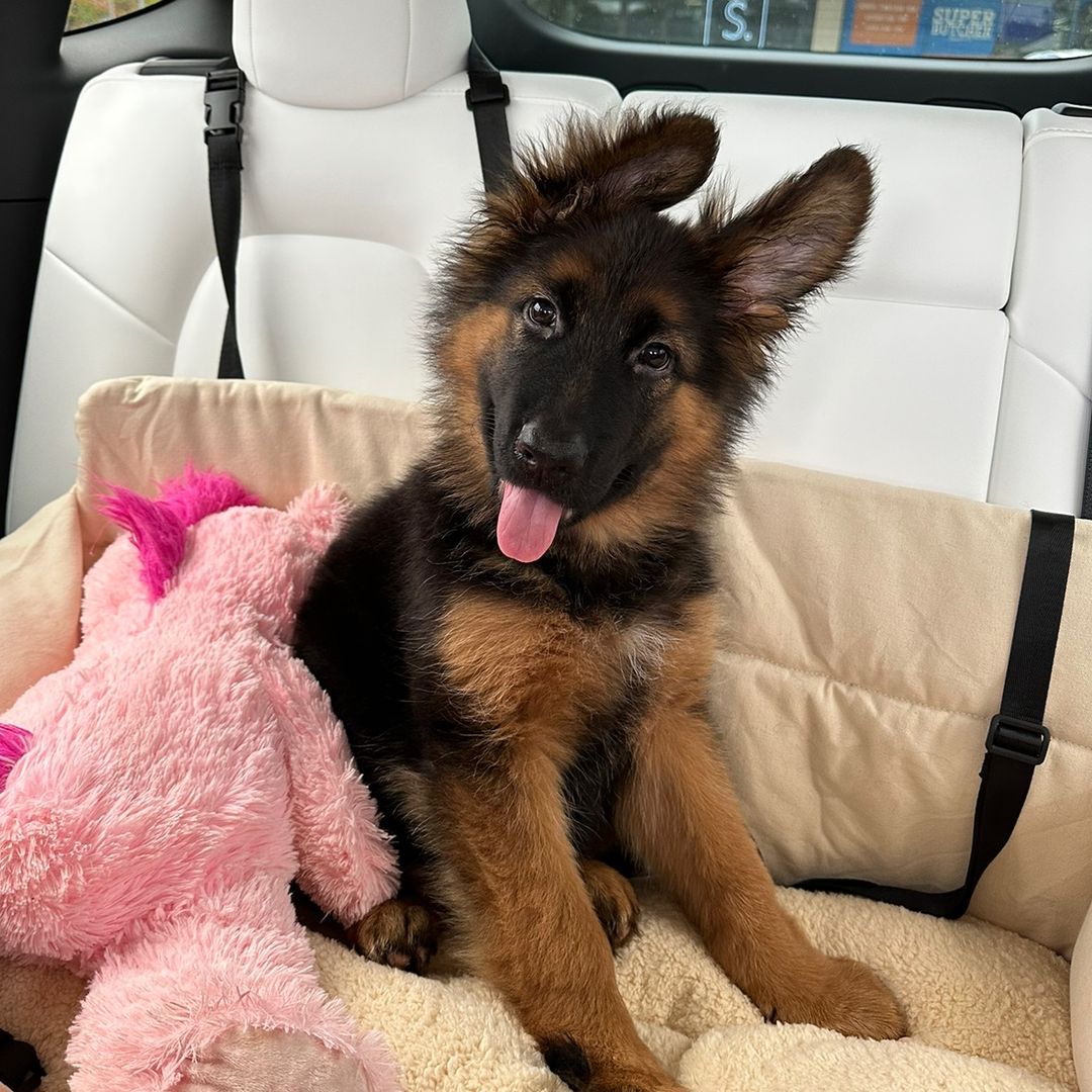 Snooki the German Shepherd