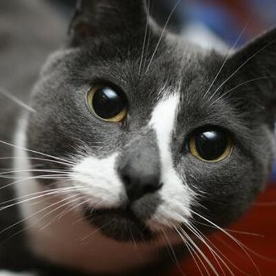 The Eternal Spirit of Sockington