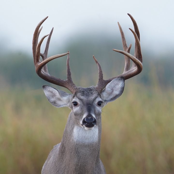 South Texas Whitetails
