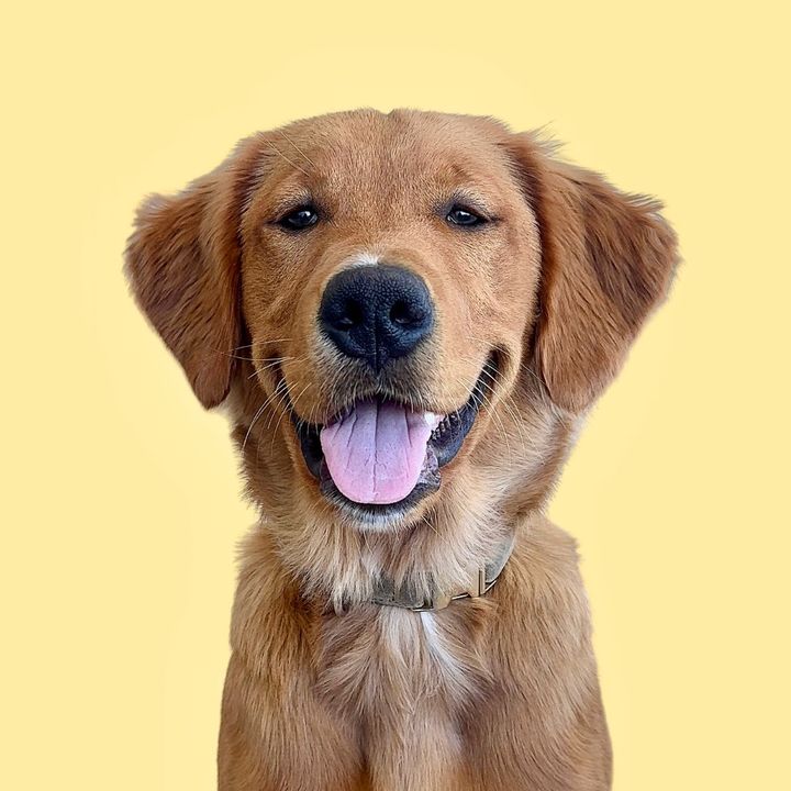 Spencergoldenboy