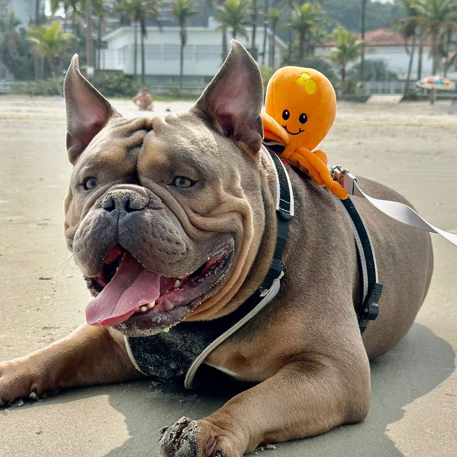 Spike Bully
