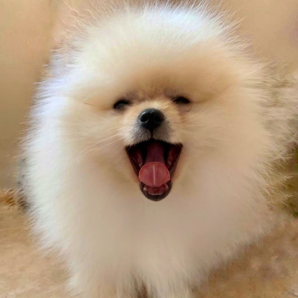 spitz.Basic 🐾