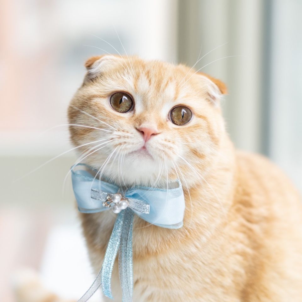 Spongecake_Mocha_Donut