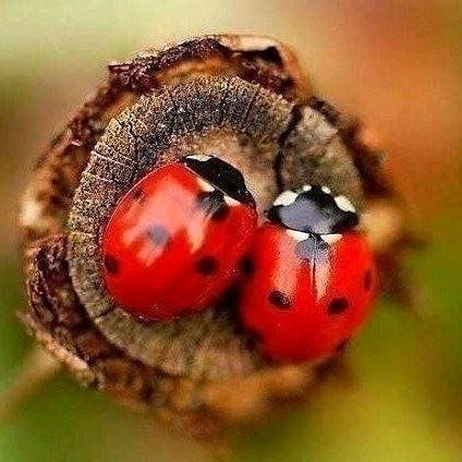 🪷 СВЕТУЛЯ 🏐