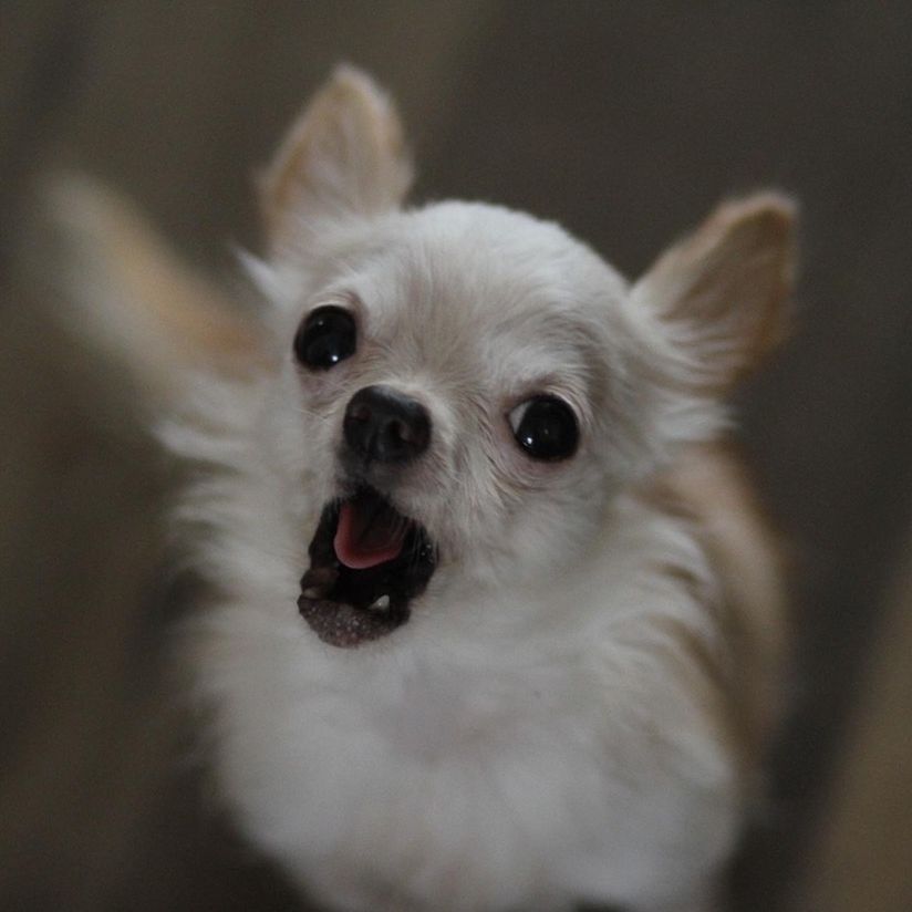 give me a song 🎵🐶 Miranda
