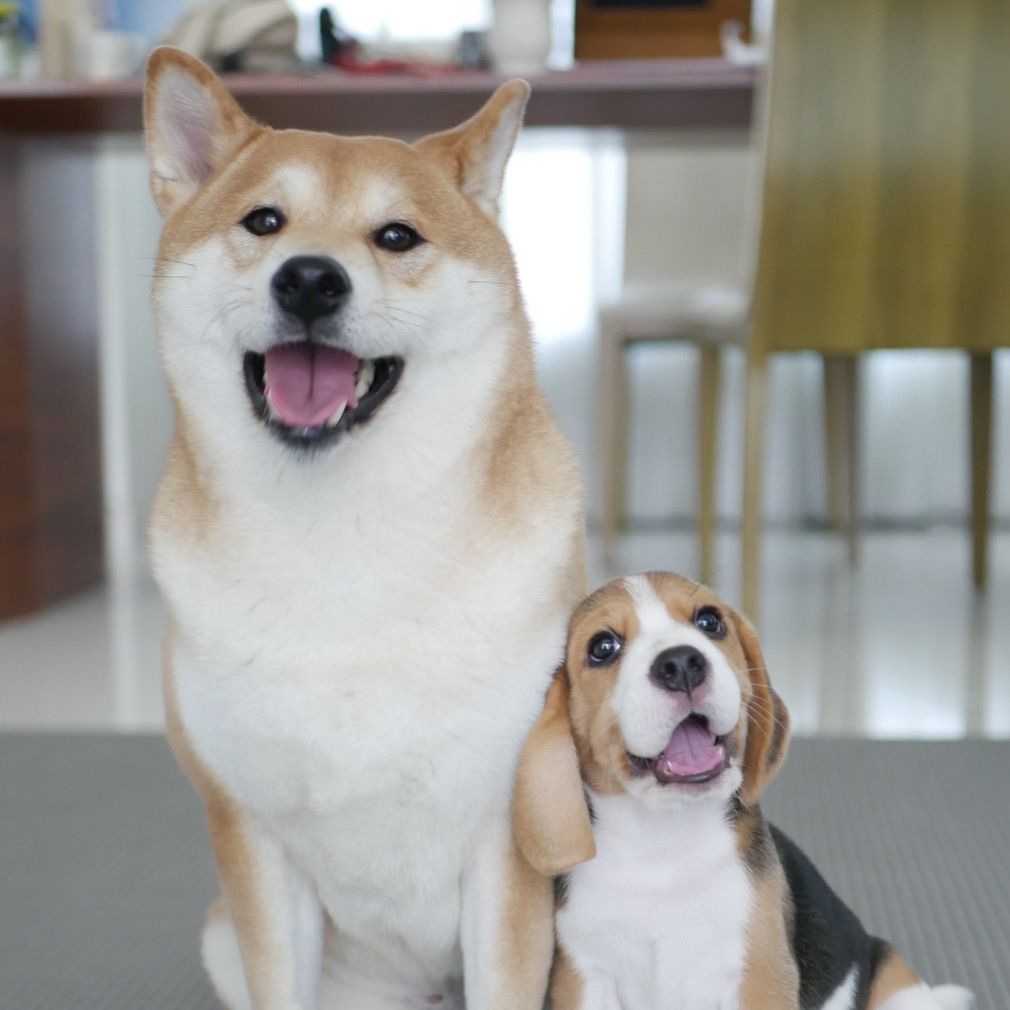 พี่ซิมน้องออร์ ชิบะ&บีเกิ้ล
