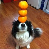 Most Talented Animals