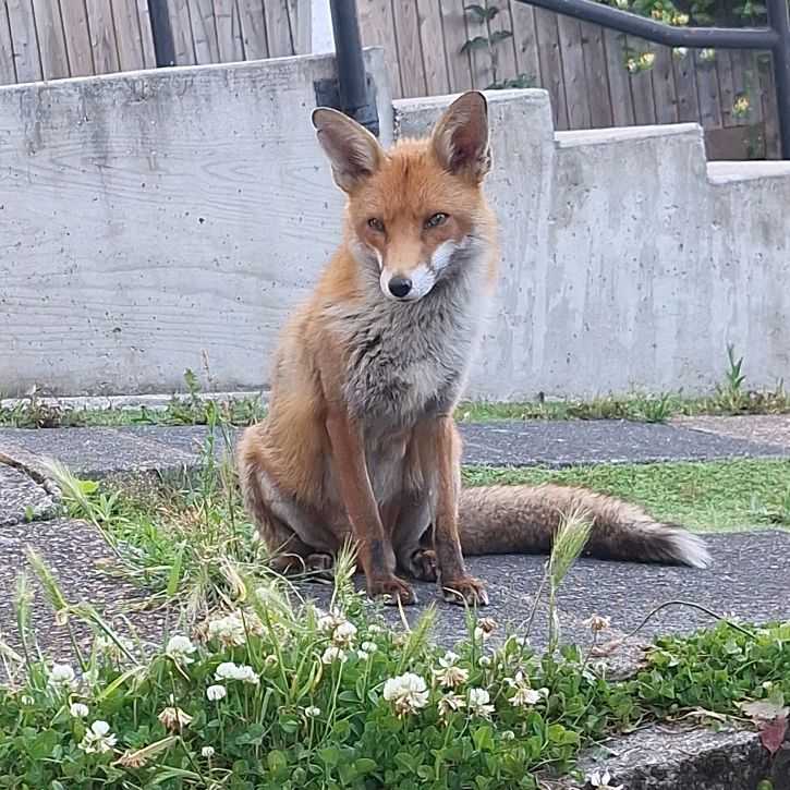 Tales The Fox