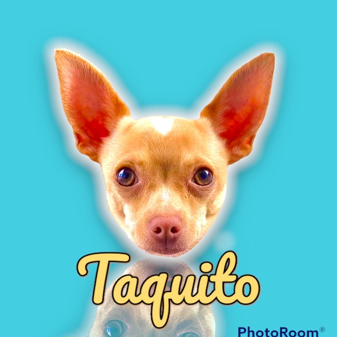 Taquito_thechihuahua