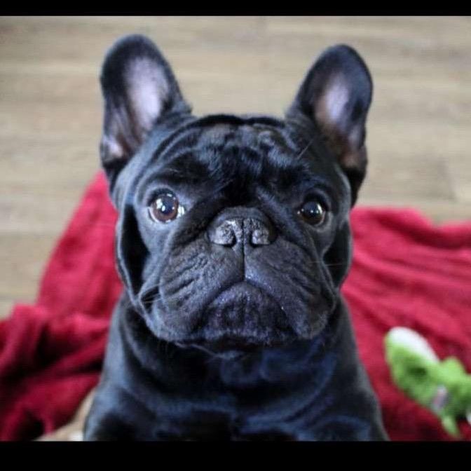 Teddy