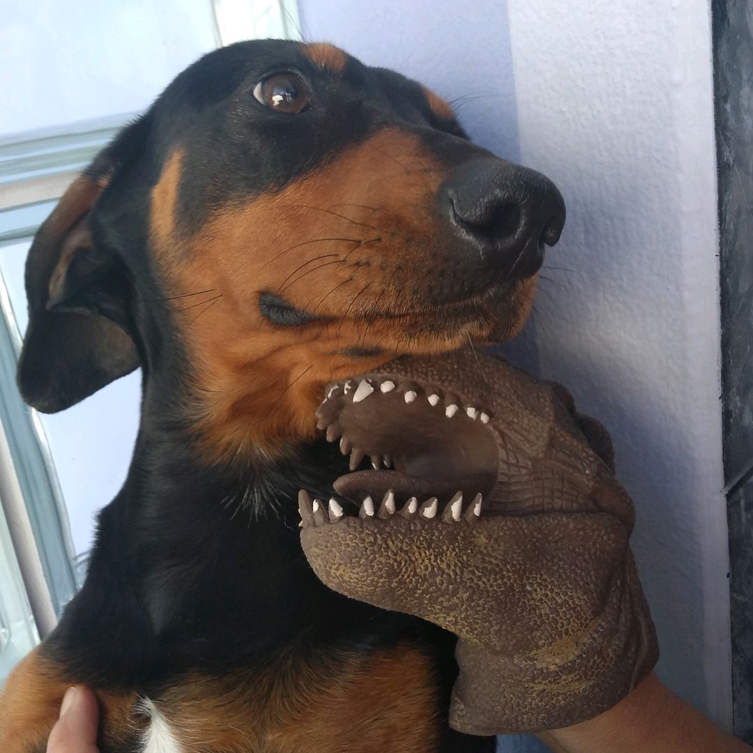 🐶Tedy🐶 e o 🦖Rex🦖