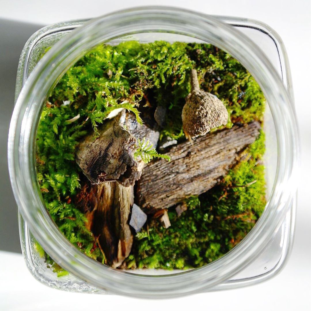 Terrarium.Designs