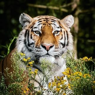 the_amazing_tigers
