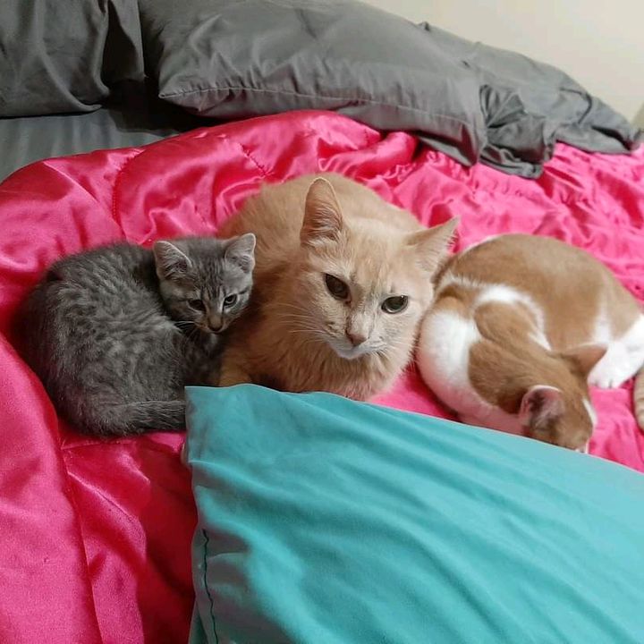 Twinkie, Allura, Elvis, Sunny