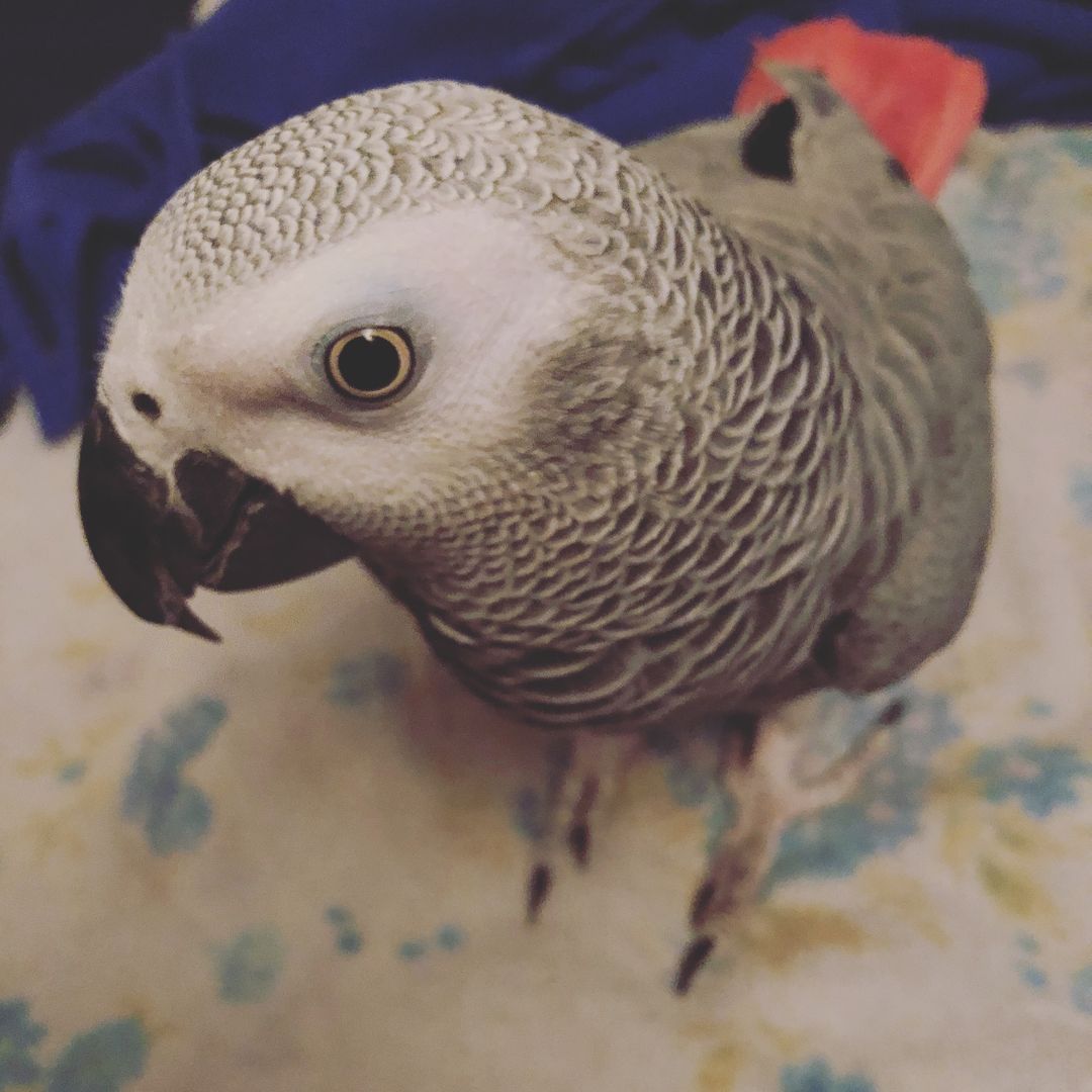 thecocobird1