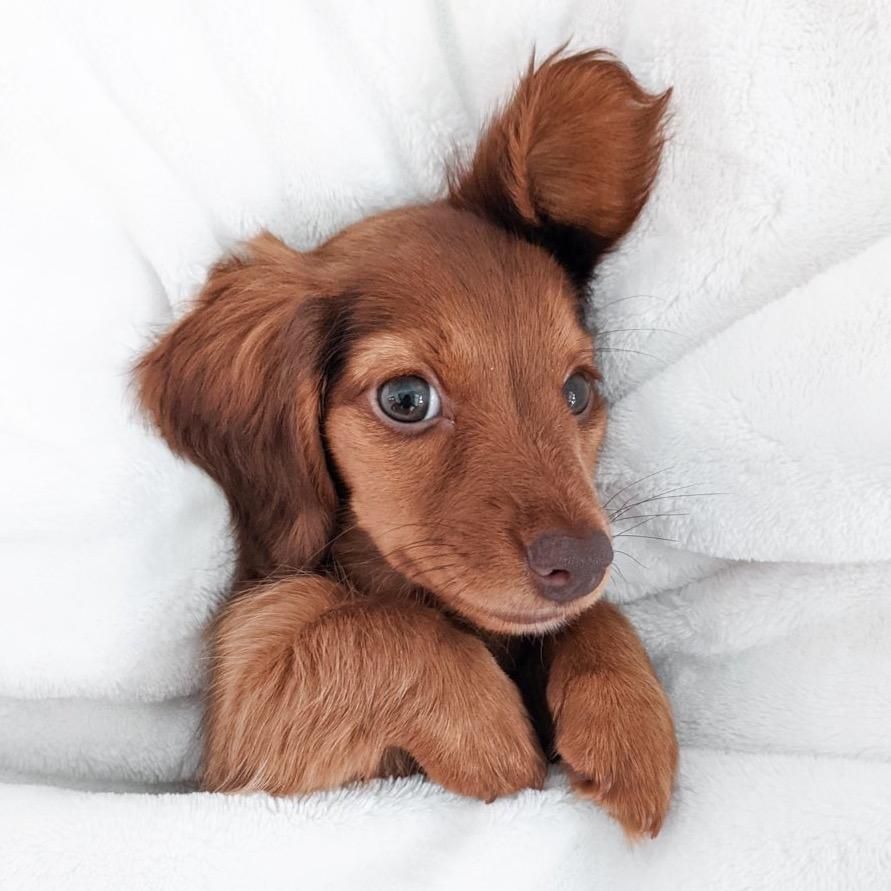 Hushpuppy the Mini Dachshund