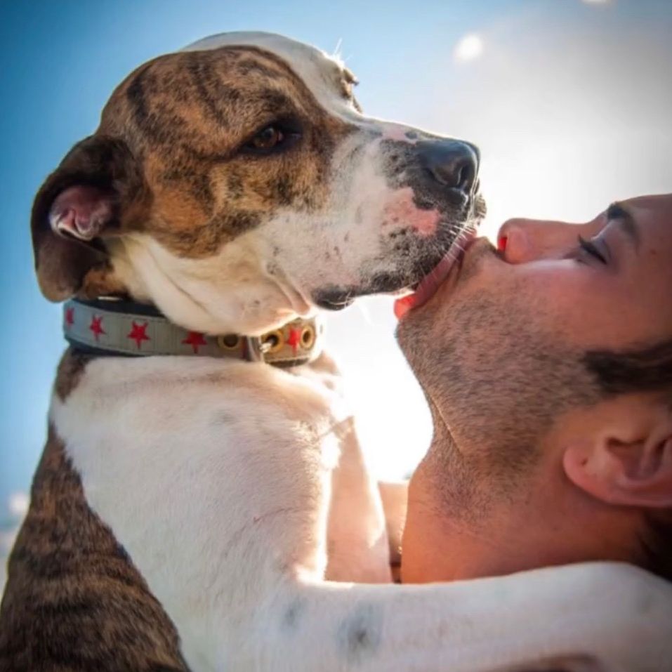 thelanguageofdogs