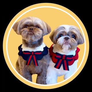 The Shihtzu Sophie, Tobi, Mochi, & Kuma