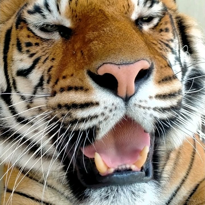 Thongmuan Tiger