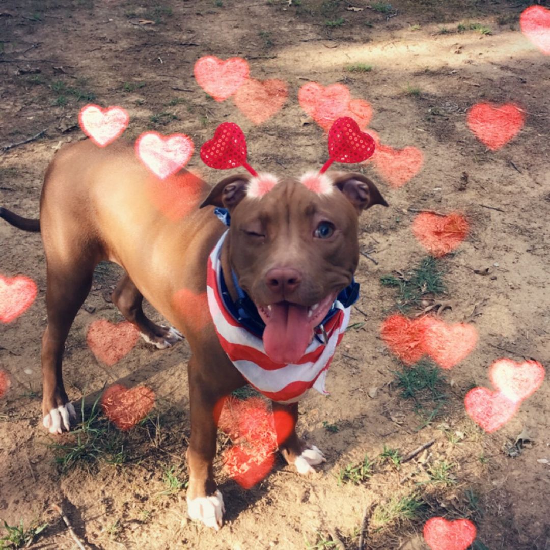 🔨🐶Thor🐶 🔨