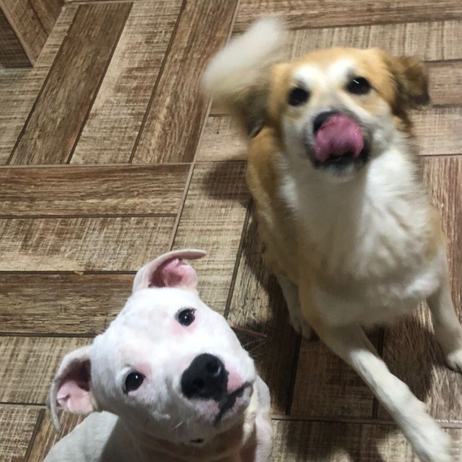 Thor e Apollo