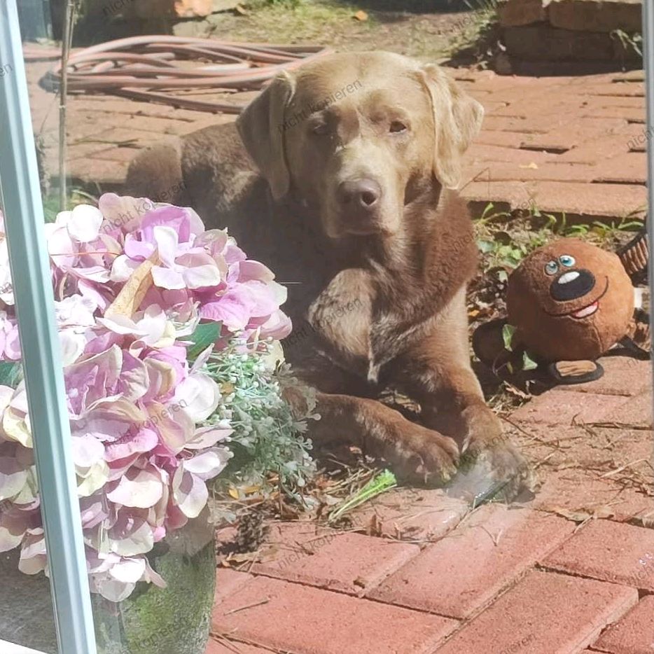 🤿 Dive_Dog ☄️ Paula 🐕‍🦺🐾