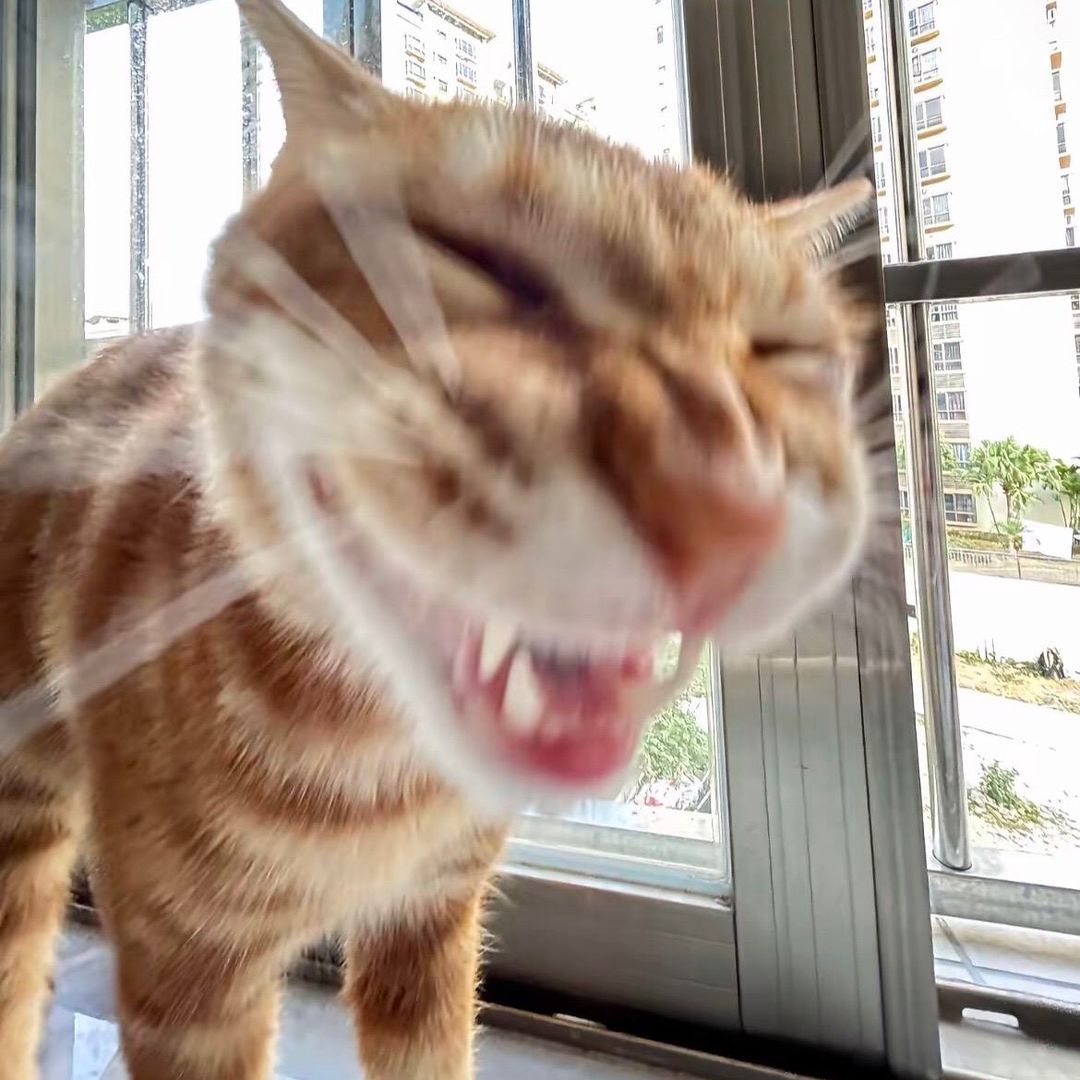 tikokittyy