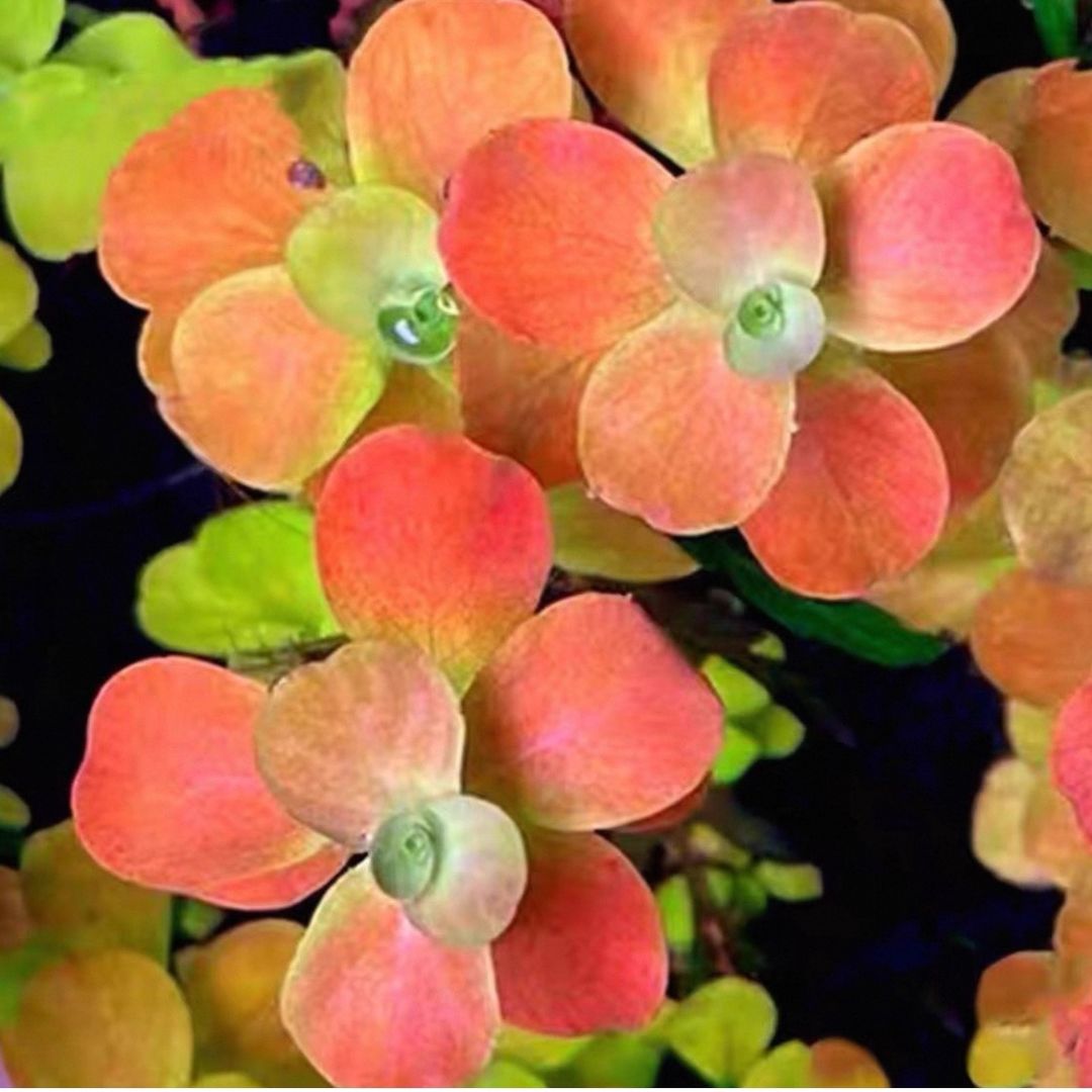 Vườn cây thuỷ sinh