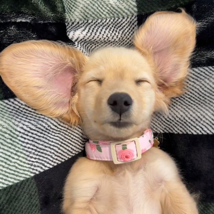 Tinkerbell Mini Doxie