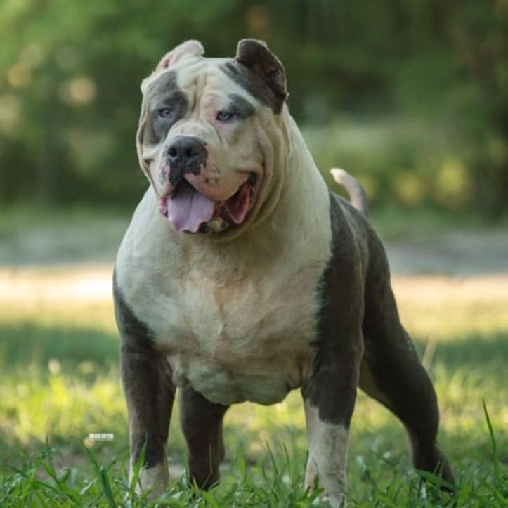 Titanbullys