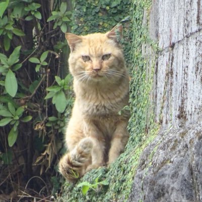 ちょっと気になる、たまに猫