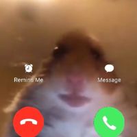 TooFunnyAnimals