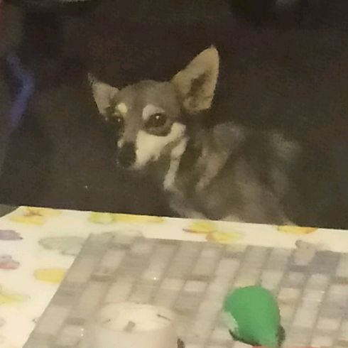 Голопагос Островович