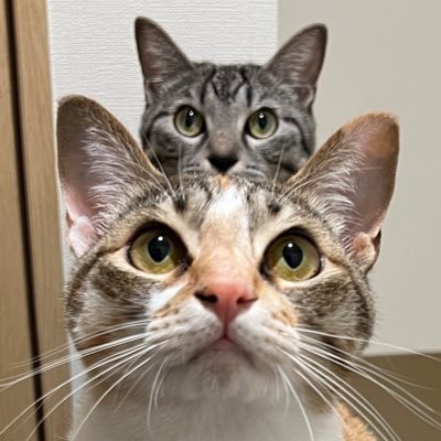 ととまるはんみ