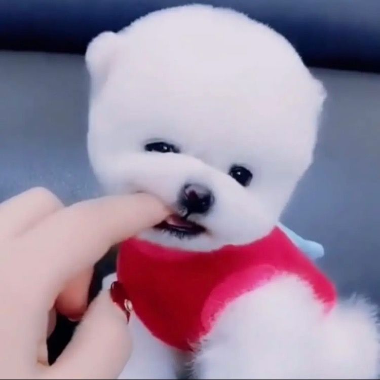 Cute toy share.