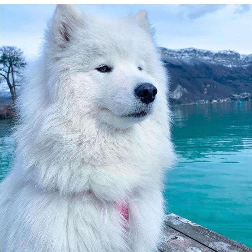 TravelingSamoyed