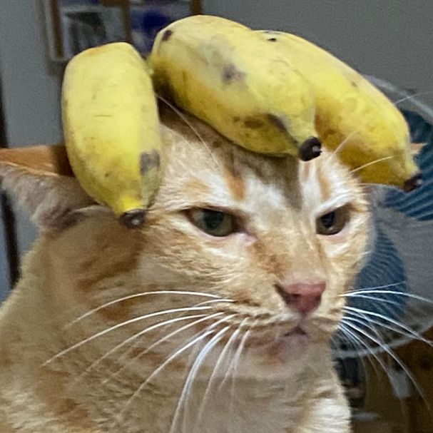 พี่โปแมวส้มฟันหลอ🐱🦷