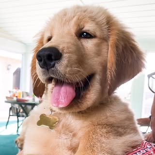 TUCKER | The Golden Retriever