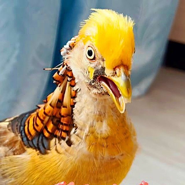 ТУКО 😍 фазан домашний