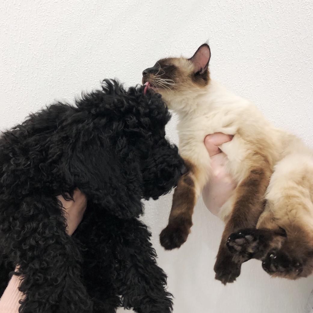 Toffee and Oliver