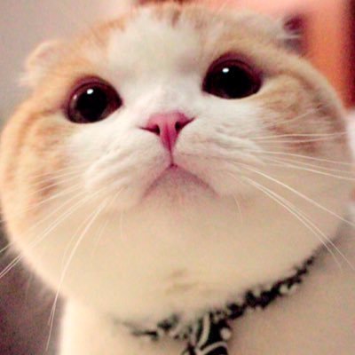 うなぎ(うなちゃん)