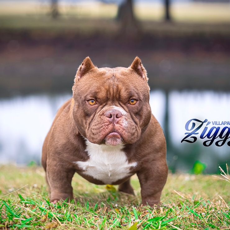 😈Villapando_Bullyz😈