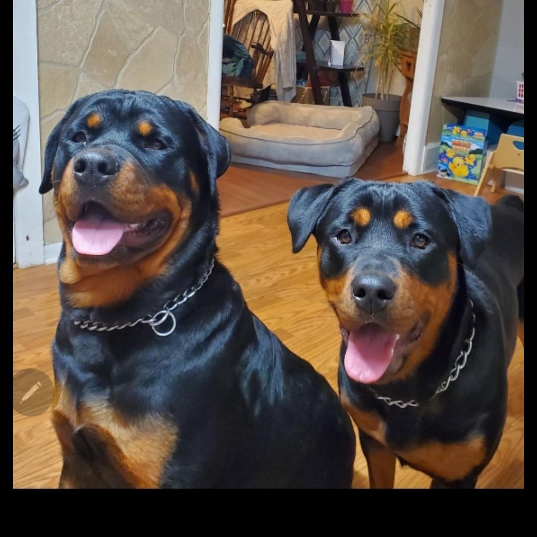 Freitas Rottweilers