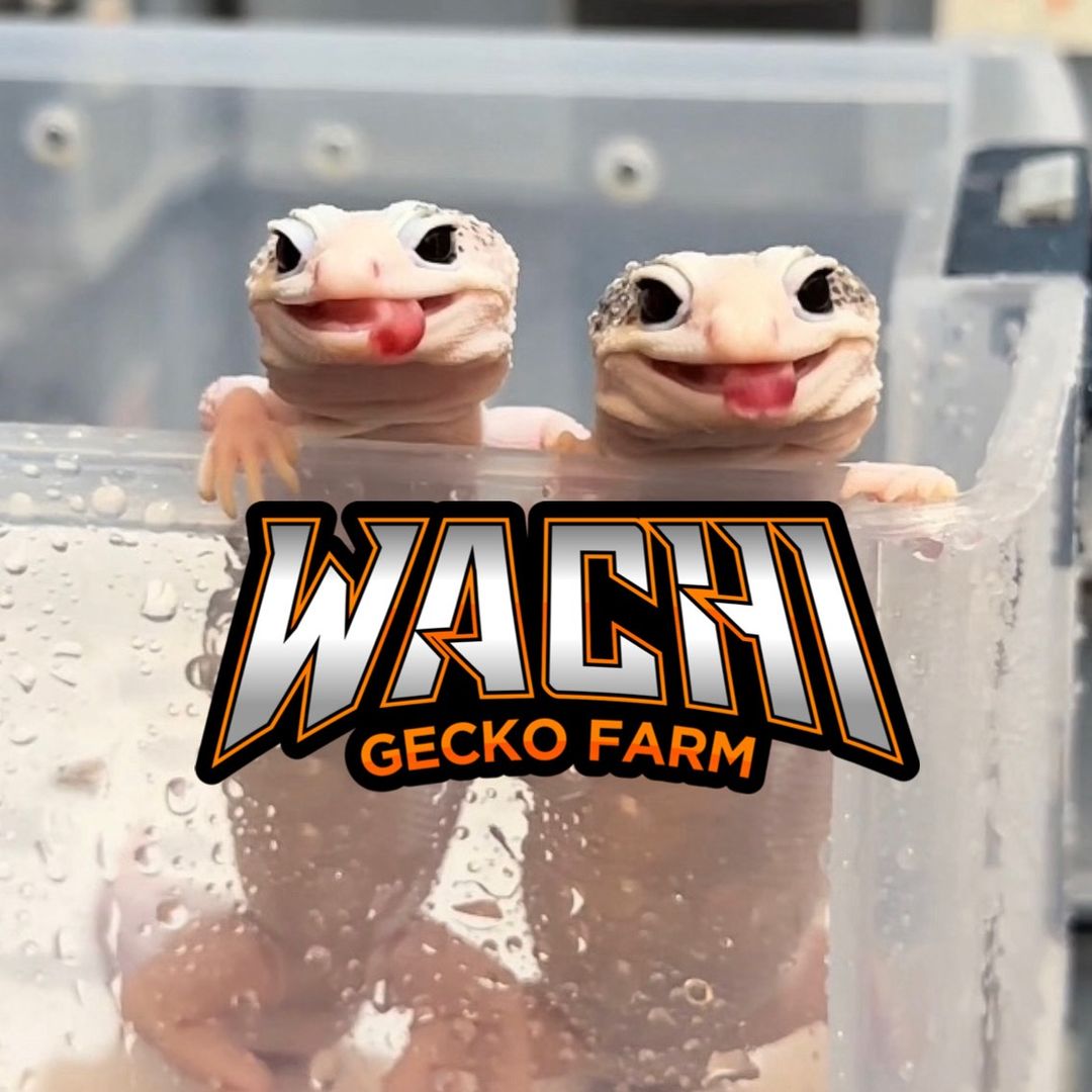 wachigecko