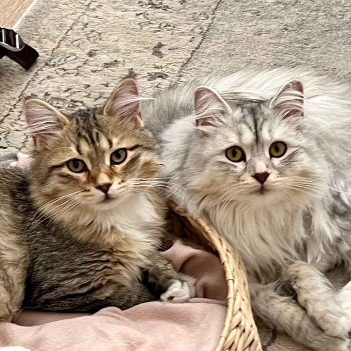 Maple🧡& Latte🤍
