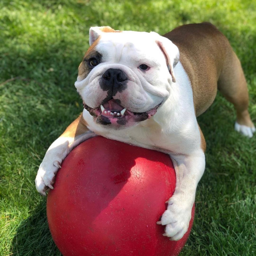 Walter & Chandler 🐾