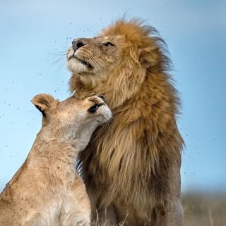 Waow Africa