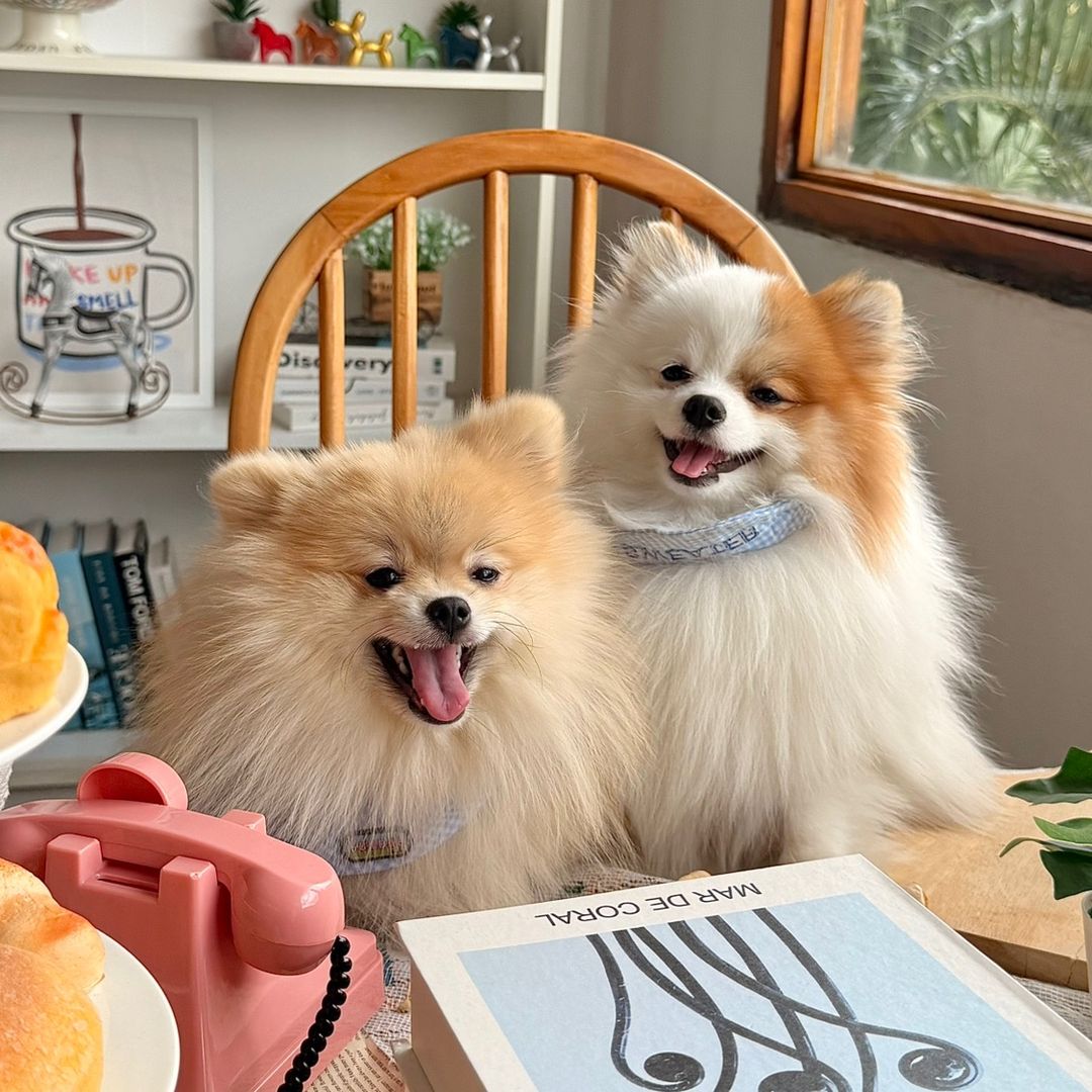 🐶 เวตเตอร์ & เดอะแก๊ง 🐱